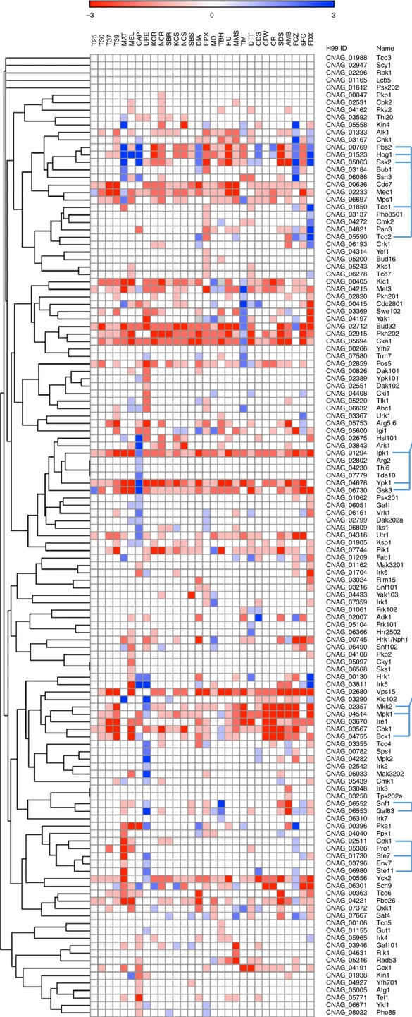 Kinase gene expression heatmap
