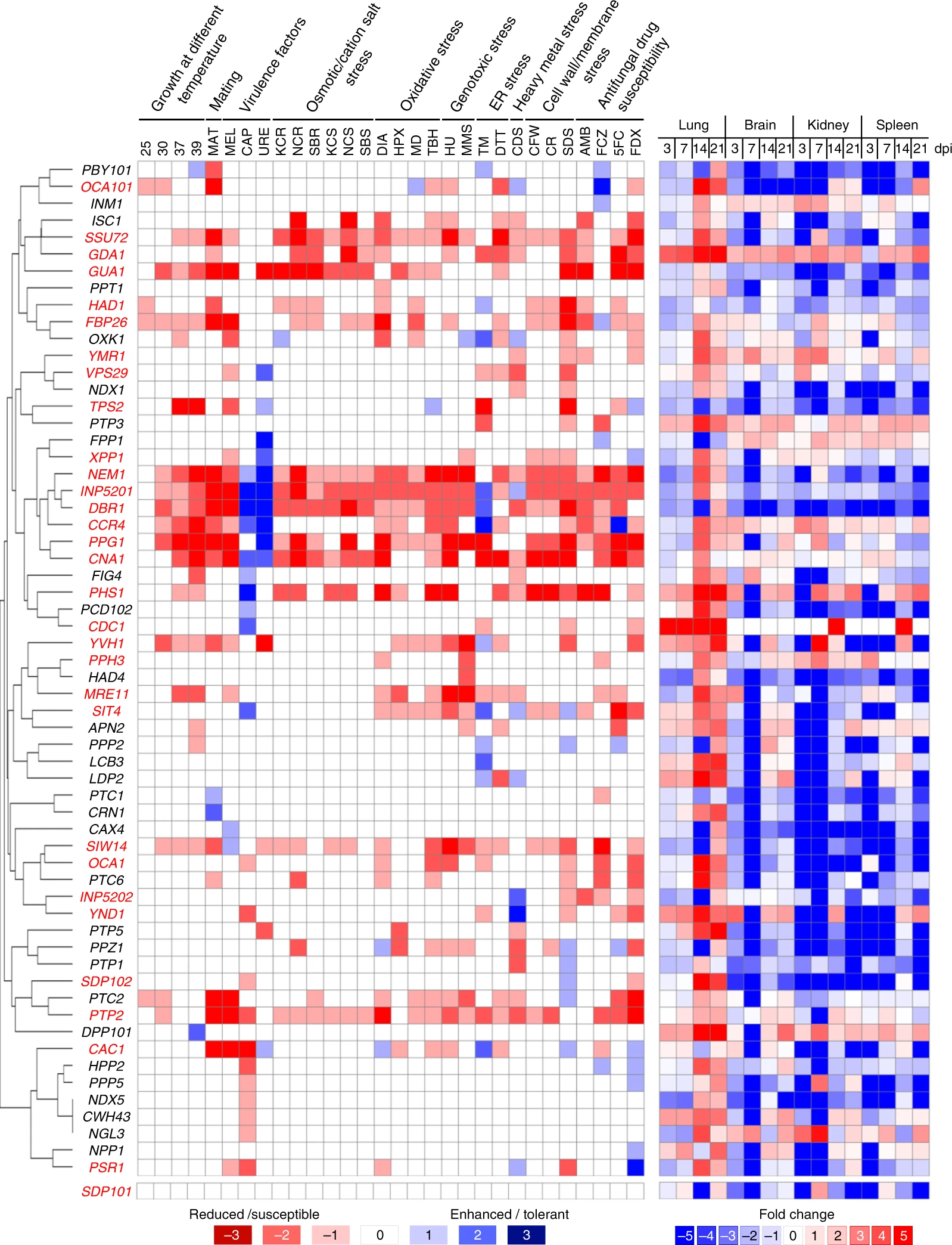 Phosphatase gene expression heatmap
