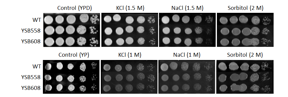Osmotic stress phenotype for CNAG_00047T0