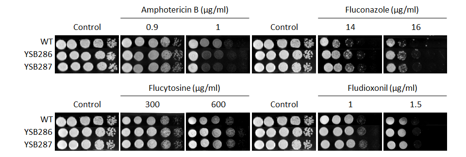 Antifungal drug susceptibility for CNAG_00106T0