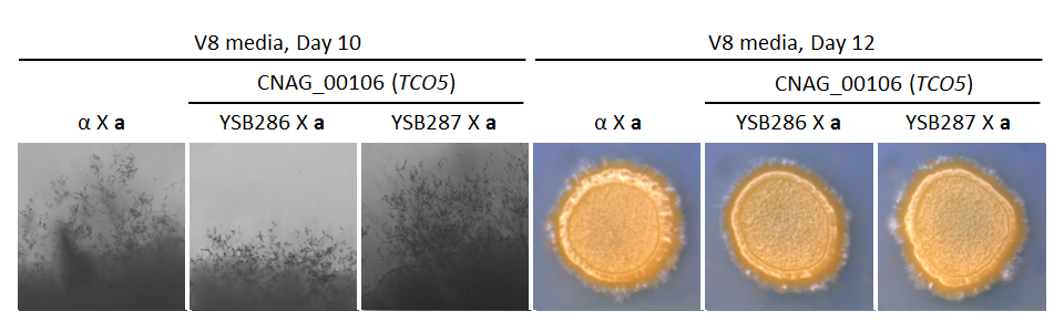 Growth phenotype for CNAG_00106T0