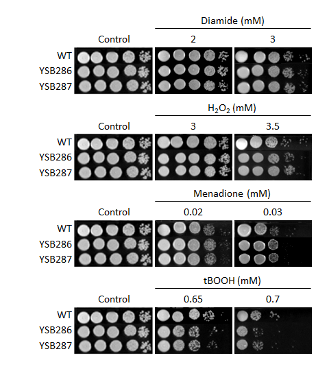 Oxidative stress phenotype for CNAG_00106T0