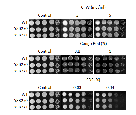 Cell wall stress phenotype for CNAG_00130T0