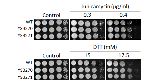 ER stress phenotype for CNAG_00130T0