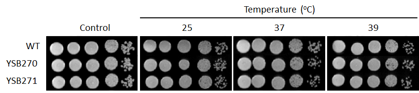 Growth phenotype for CNAG_00130T0