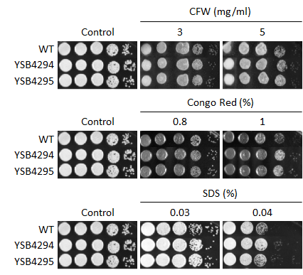 Cell wall stress phenotype for CNAG_00266T0