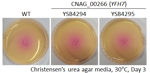 Urease phenotype for CNAG_00266T0