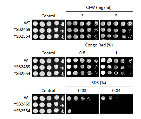 Cell wall stress phenotype for CNAG_00363T0