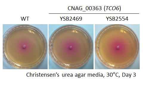 Urease phenotype for CNAG_00363T0
