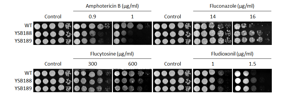 Antifungal drug susceptibility for CNAG_00396T0
