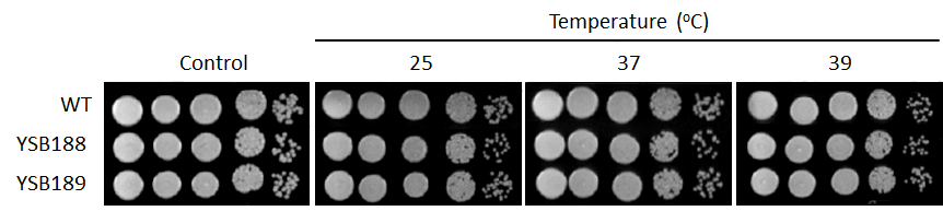 Growth phenotype for CNAG_00396T0