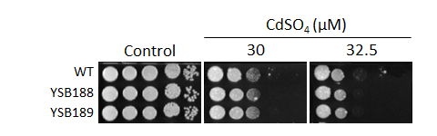 Heavy metal stress phenotype for CNAG_00396T0