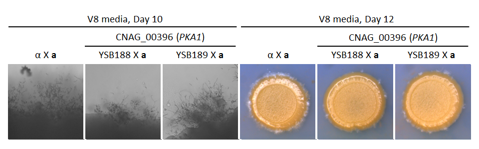 Growth phenotype for CNAG_00396T0