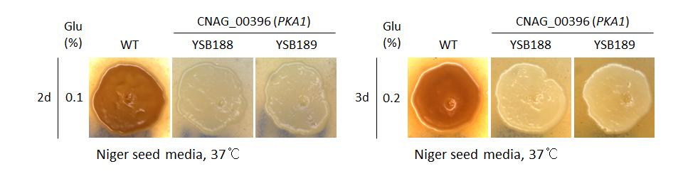 Melanin phenotype for CNAG_00396T0