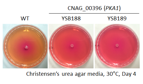 Urease phenotype for CNAG_00396T0