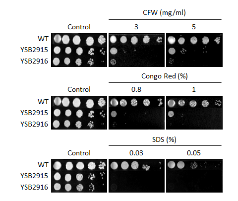 Cell wall stress phenotype for CNAG_00405T0