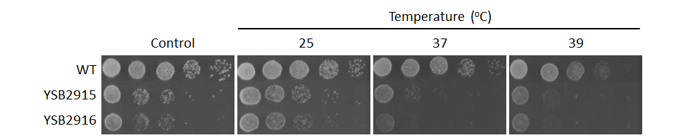 Growth phenotype for CNAG_00405T0