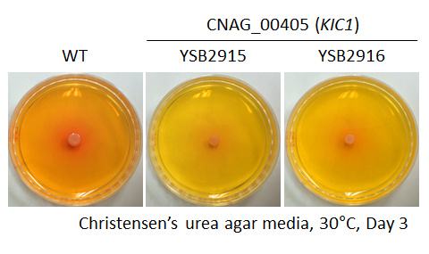 Urease phenotype for CNAG_00405T0