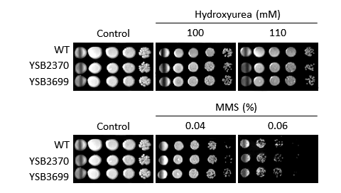 Genotoxic stress phenotype for CNAG_00415T0
