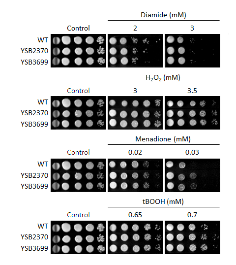 Oxidative stress phenotype for CNAG_00415T0