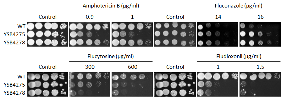 Antifungal drug susceptibility for CNAG_00556T1