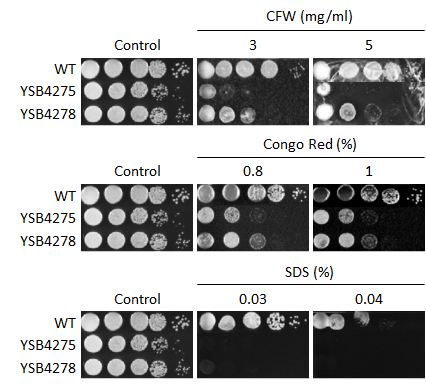Cell wall stress phenotype for CNAG_00556T1