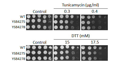 ER stress phenotype for CNAG_00556T1
