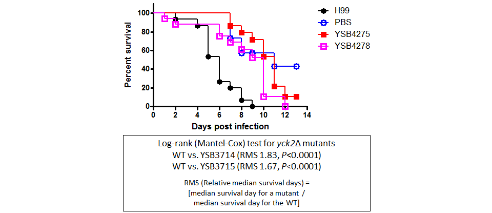 Galleria mellonella virulence data for CNAG_00556T1