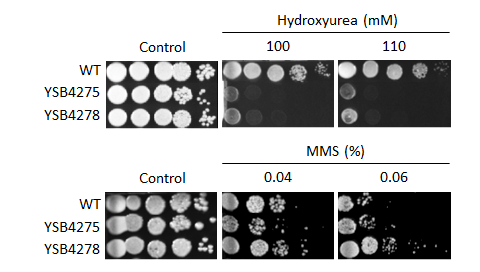 Genotoxic stress phenotype for CNAG_00556T1
