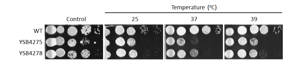 Growth phenotype for CNAG_00556T1