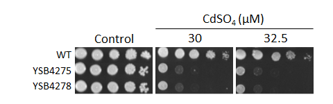 Heavy metal stress phenotype for CNAG_00556T1