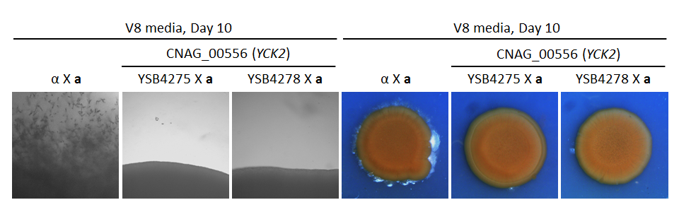 Growth phenotype for CNAG_00556T1
