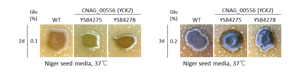 Melanin phenotype for CNAG_00556T1