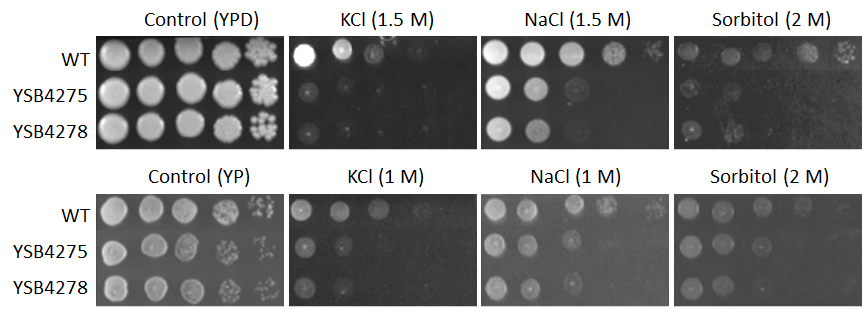 Osmotic stress phenotype for CNAG_00556T1