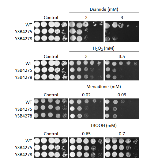 Oxidative stress phenotype for CNAG_00556T1