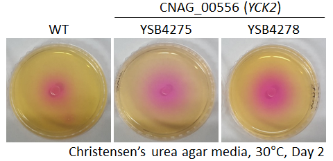 Urease phenotype for CNAG_00556T1