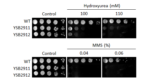 Genotoxic stress phenotype for CNAG_00636T0