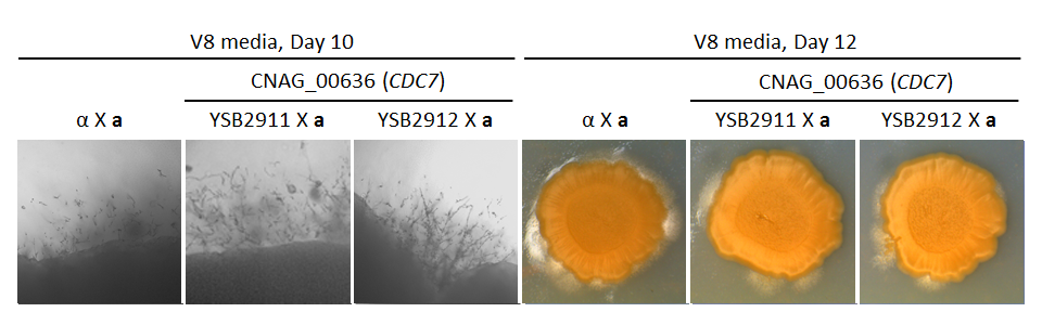 Growth phenotype for CNAG_00636T0