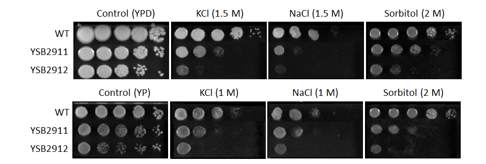 Osmotic stress phenotype for CNAG_00636T0