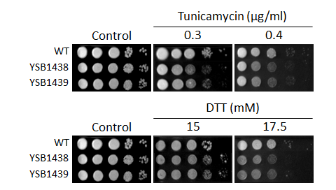 ER stress phenotype for CNAG_00745T0