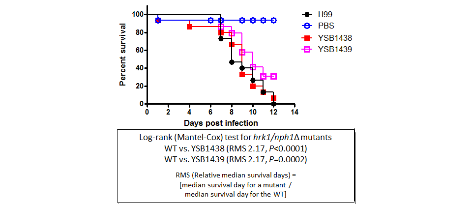 Galleria mellonella virulence data for CNAG_00745T0