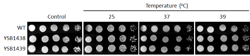 Growth phenotype for CNAG_00745T0