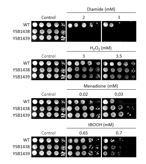Oxidative stress phenotype for CNAG_00745T0