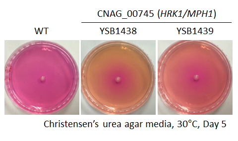 Urease phenotype for CNAG_00745T0