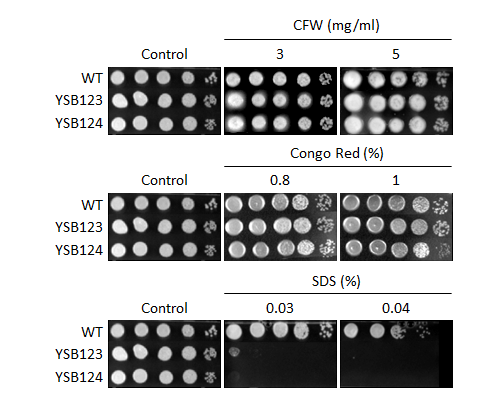 Cell wall stress phenotype for CNAG_00769T0