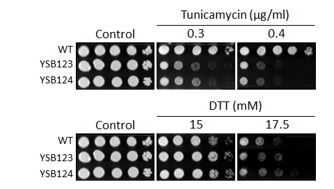 ER stress phenotype for CNAG_00769T0