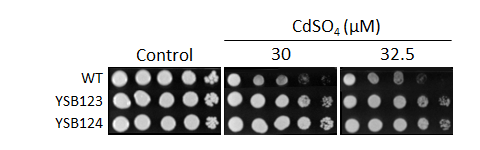 Heavy metal stress phenotype for CNAG_00769T0