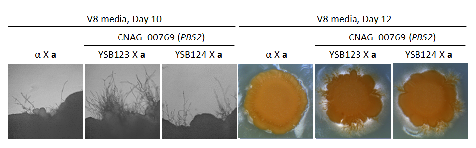 Growth phenotype for CNAG_00769T0