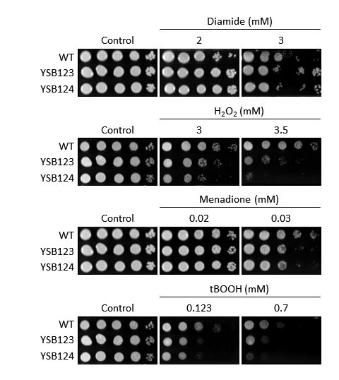 Oxidative stress phenotype for CNAG_00769T0