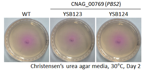 Urease phenotype for CNAG_00769T0